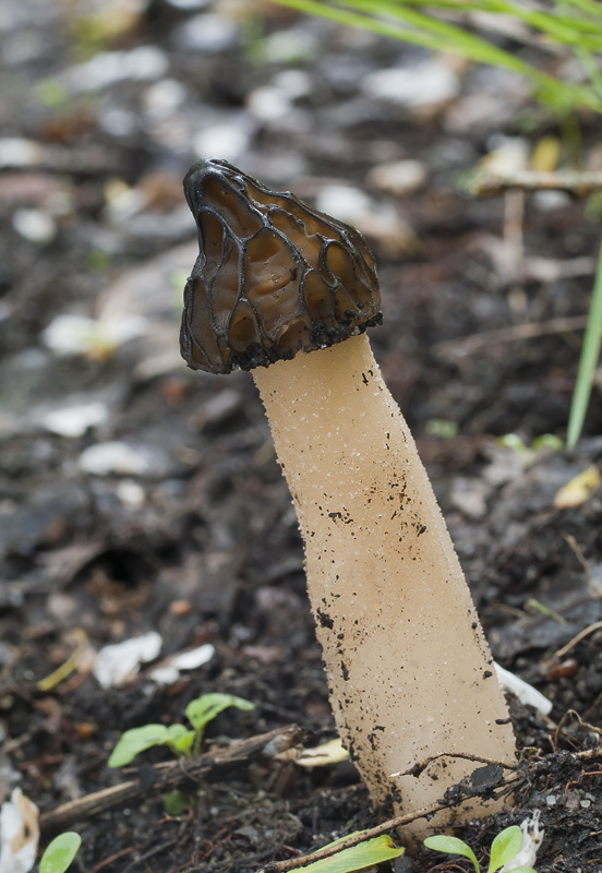 Morchella semilibera